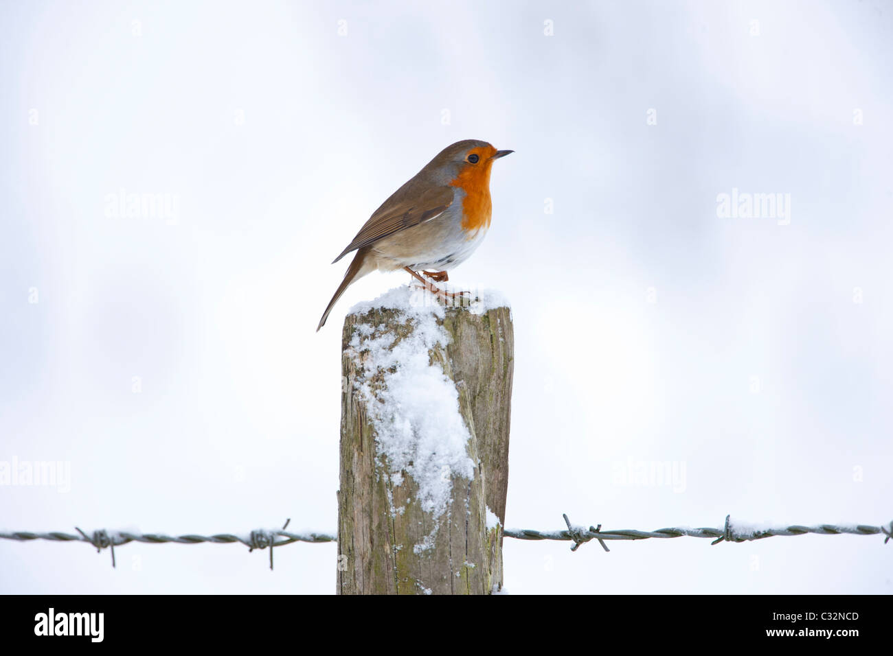 Robin am Beitrag von Stacheldraht durch verschneite Hügel in die Cotswolds, UK Stockfoto