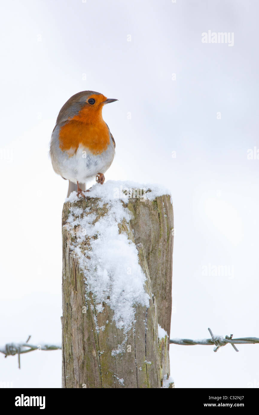 Robin am Beitrag von Stacheldraht durch verschneite Hügel in die Cotswolds, UK Stockfoto