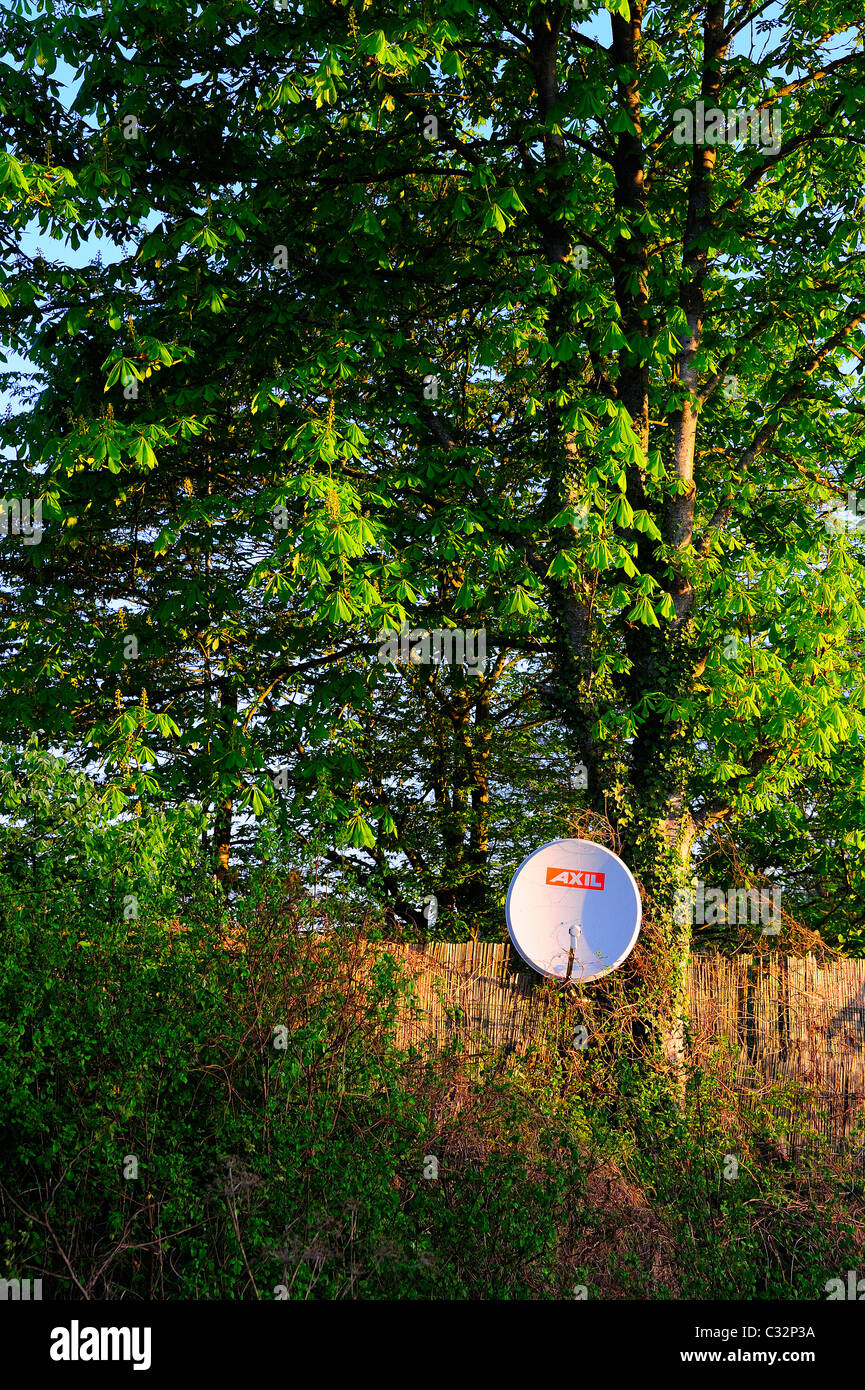 Sat-Antenne in einem Baum Stockfoto