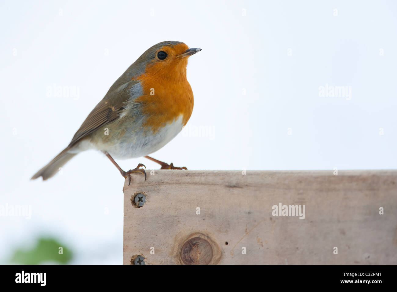 Robin am Futtertisch durch verschneite Bank, Cotswolds, UK Stockfoto