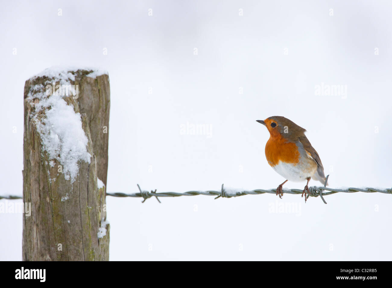 Robin im traditionellen Winter-Szene von verschneiten Bank, Cotswolds, UK Stockfoto