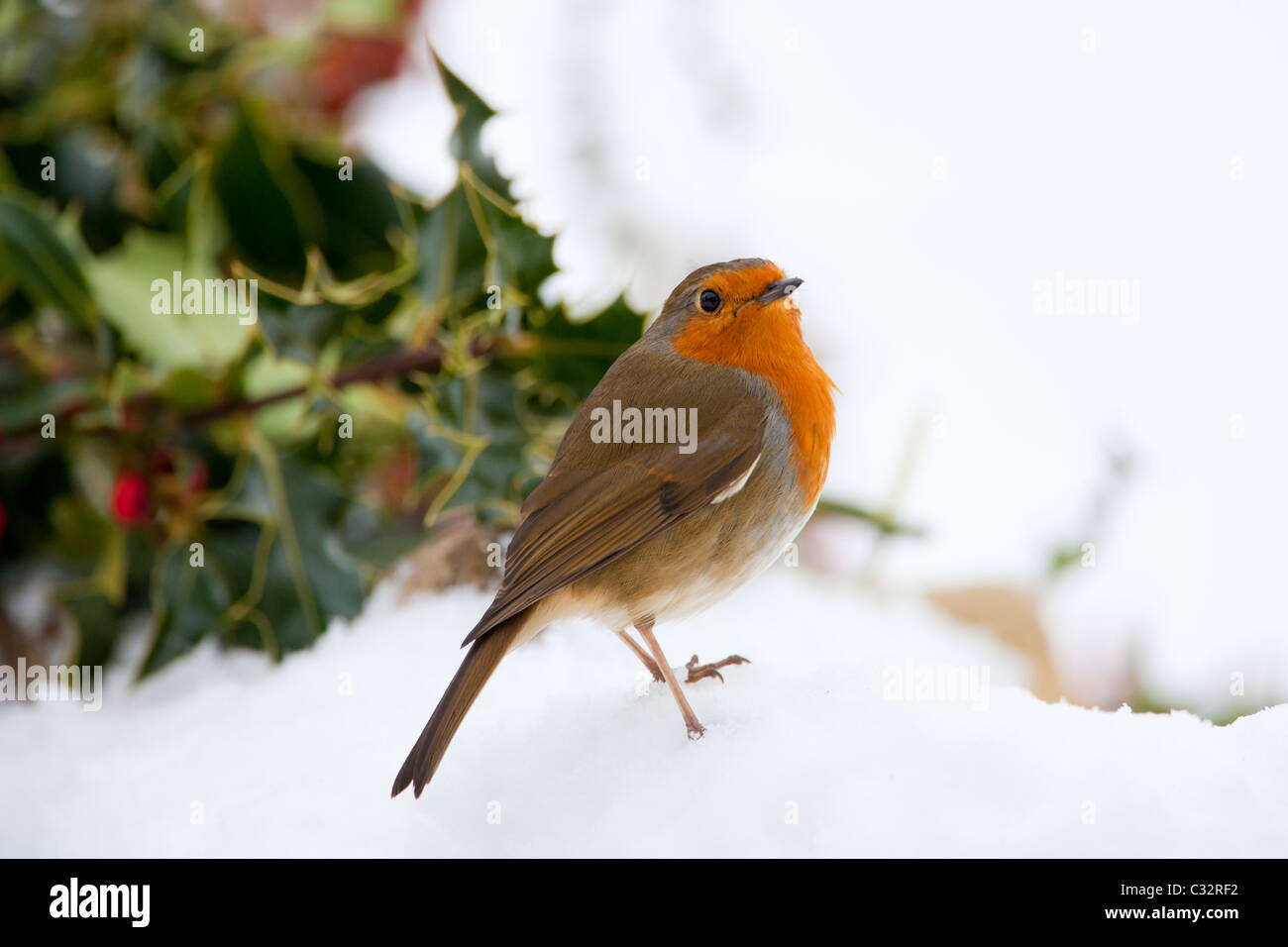 Robin im traditionellen Winterszene mit Holly und saisonale rote Beeren, die Cotswolds UK Stockfoto