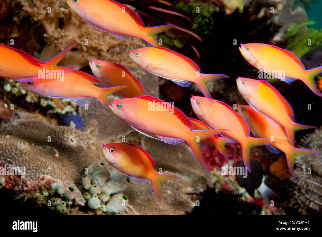 Schulzeit Redfin anthias Stockfoto