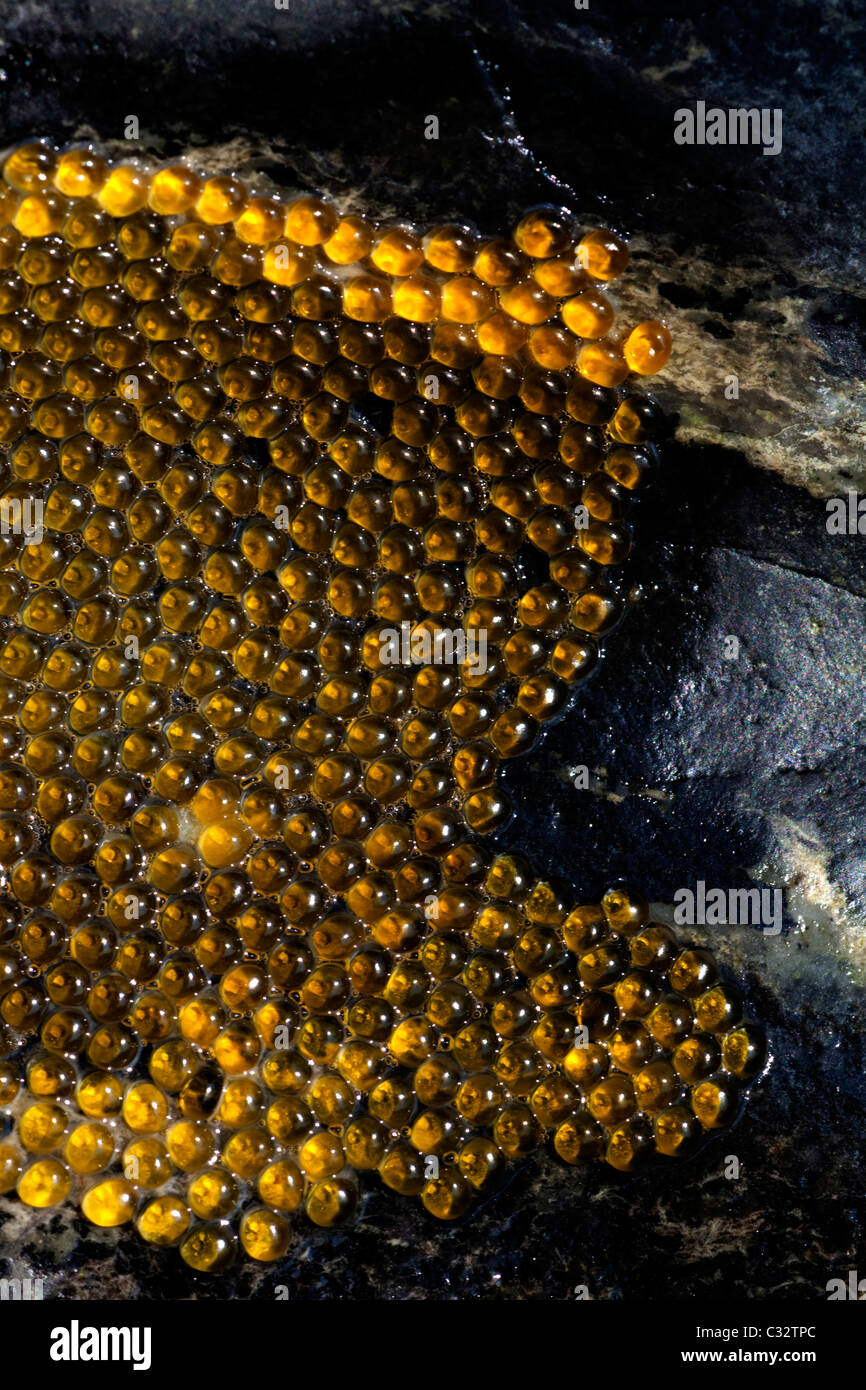 Cluster von goldenen gelben Eiern eine Cornish-Clingfish. Stockfoto