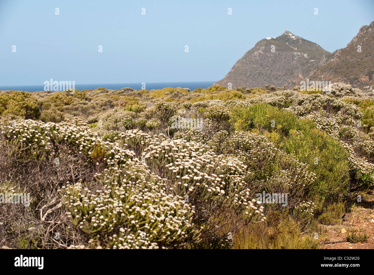 Weiße Borsten Busch (Metalasia Muricata) in Blüte Fynbos Table Mountain Nationalpark Cape Peninsula Western Cape Südafrika Stockfoto
