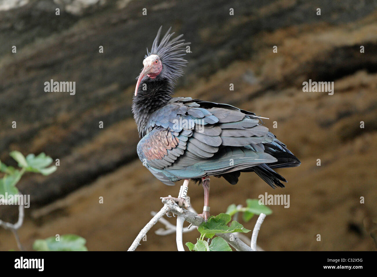 Nördlichen Waldrappen mit Bein Ringe, Tags und Senderantenne in Spanien Stockfoto