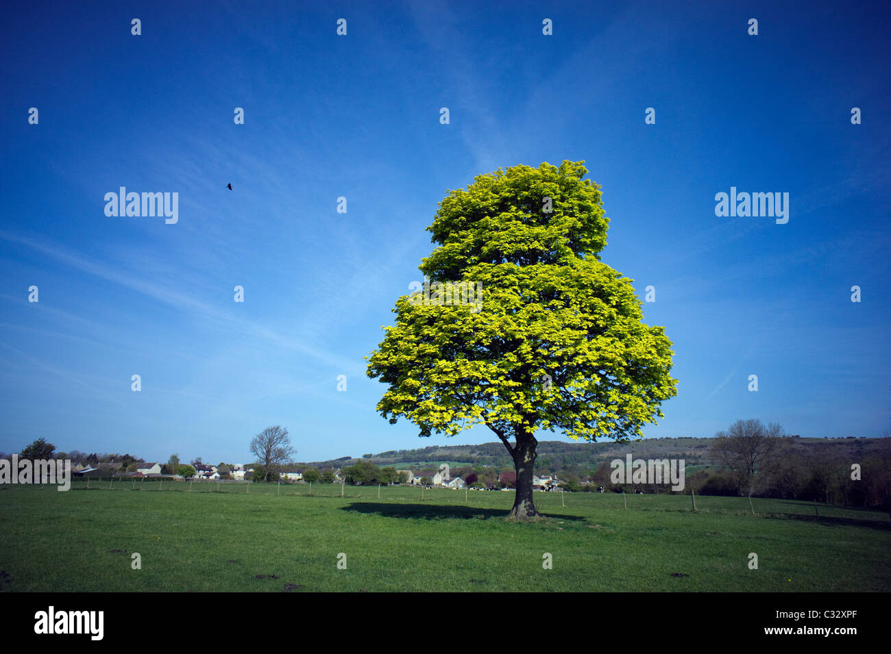 Frische grüne Frühling lässt auf eine hohe Platane am großen Longstone in Derbyshire Großbritannien Stockfoto