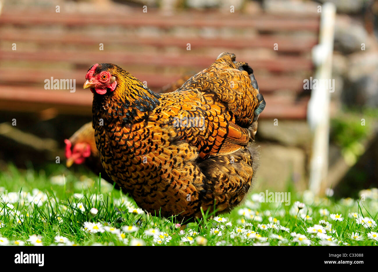 Ein paar weibliche Gold geschnürt Wyandotte Zwerghühner Stockfoto