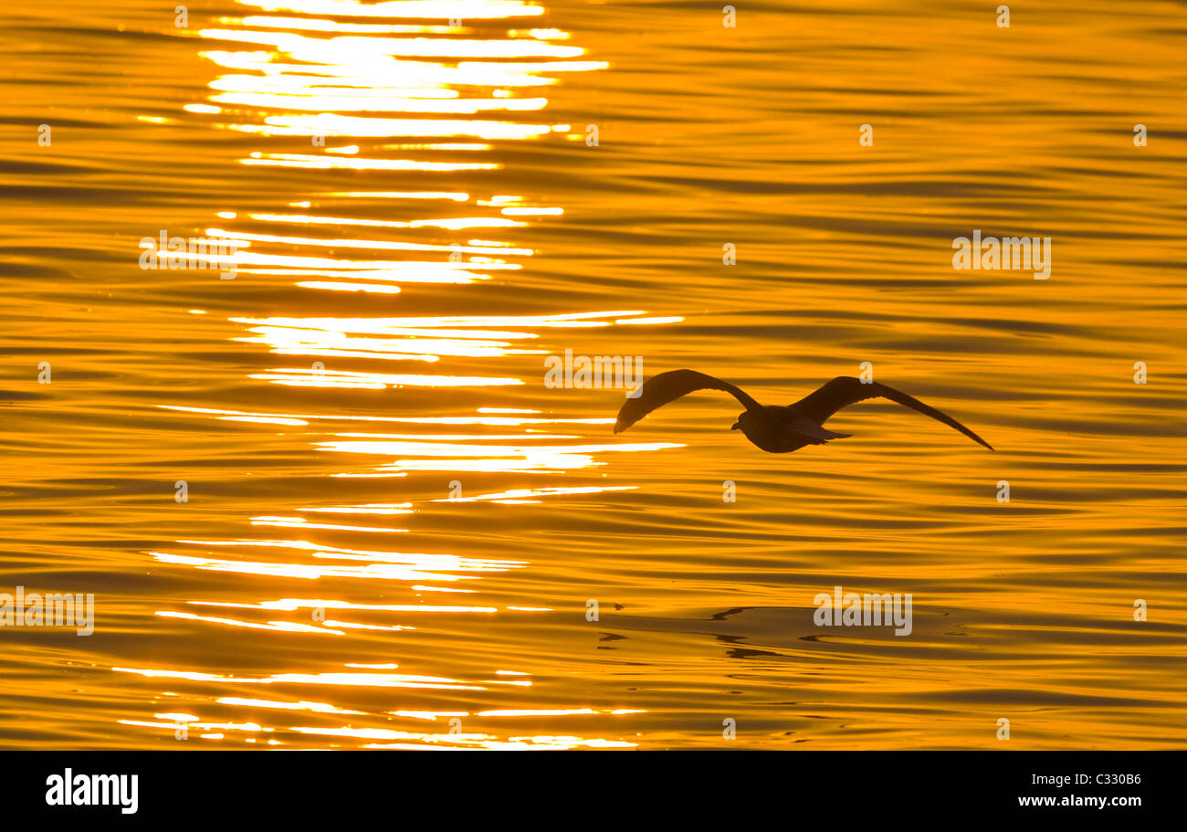 Fliegende Möwe Silhouette gegen orange sunset Himmel über Golf von Mexiko aus Venice Beach Florida Stockfoto