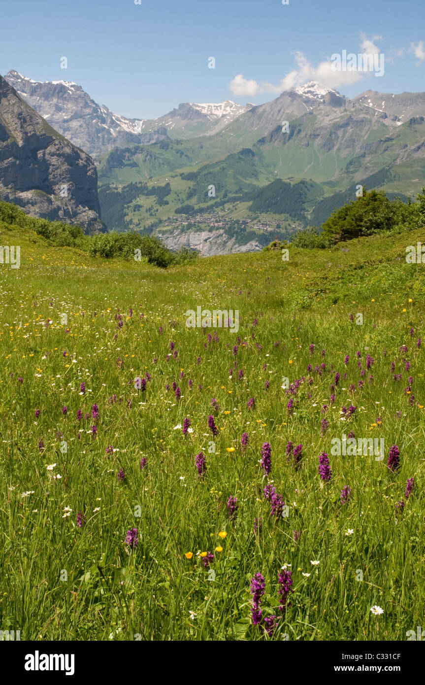 Sommer in den Schweizer Alpen bringt eine Vielzahl von wilden Blumen, in der Nähe Kleiner Scheidegg Blick nach Westen in Richtung Lauterbrunnental Stockfoto