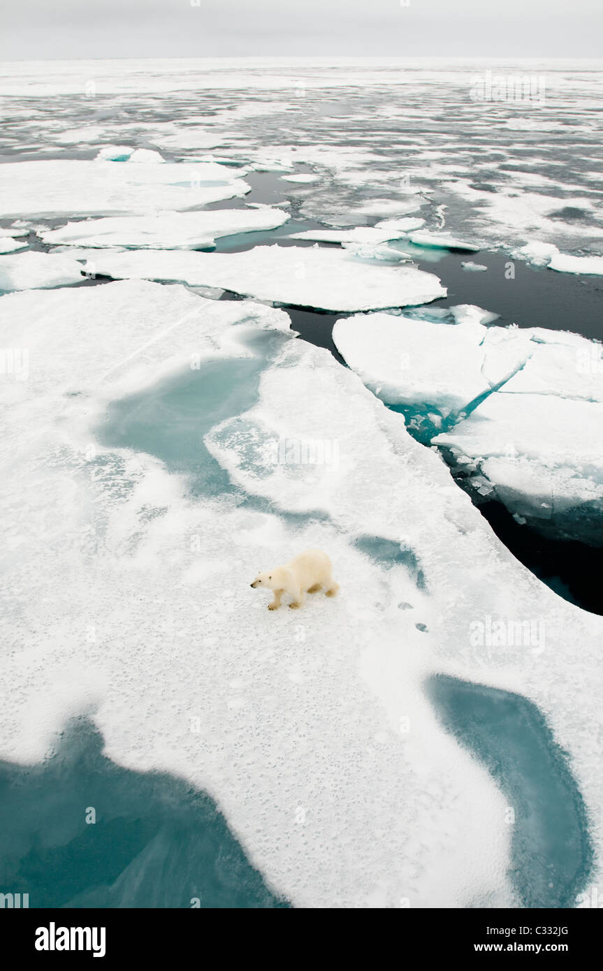 Eisbär (Ursus Maritimus) auf Packeis, ca 81 Grad Nord. Svalbard Stockfoto