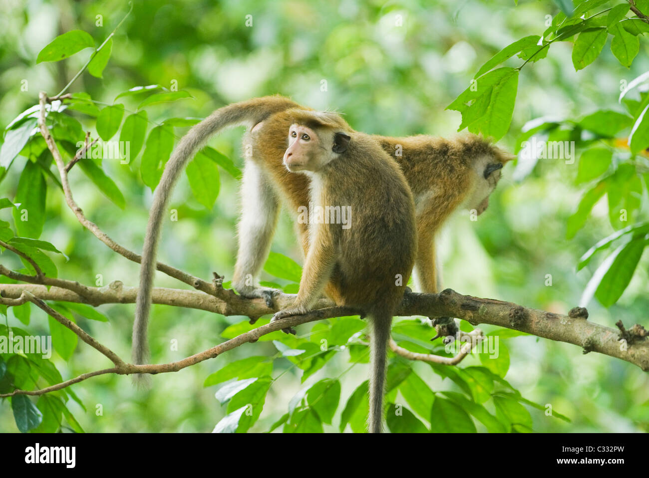 Hauben-Makak oder Toquq Affen (Macaca Sinica) WILD, Bodhinagala Reserve, Sri Lanka, endemisch in Sri Lanka, anfällig (IUCN) Stockfoto