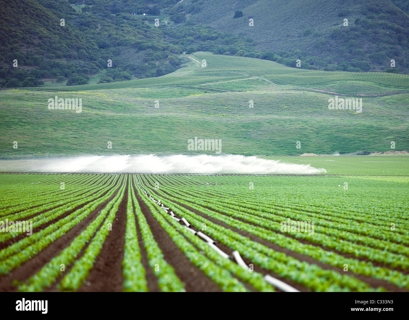 Bewässerung auf pflanzliche Großbetrieb Stockfoto