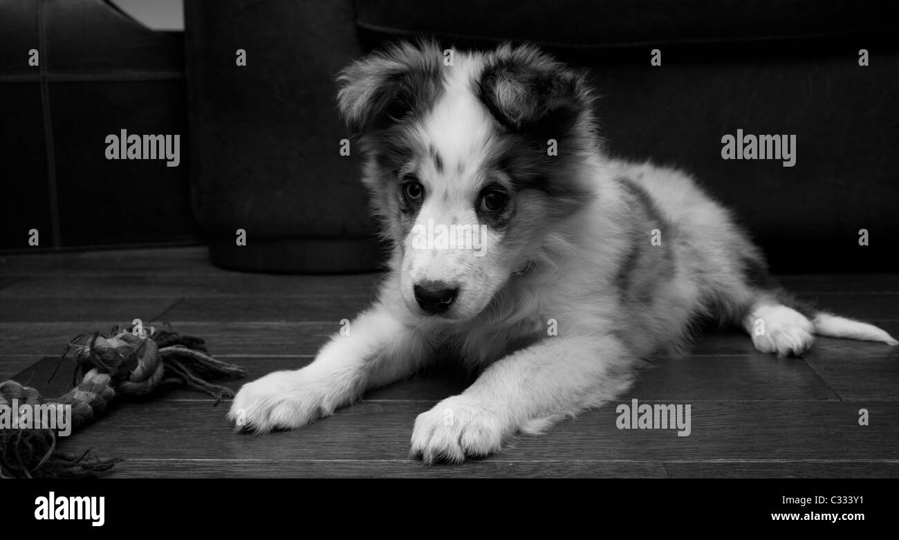 Border-Collie Welpen Merle Verlegung nach unten Stockfoto