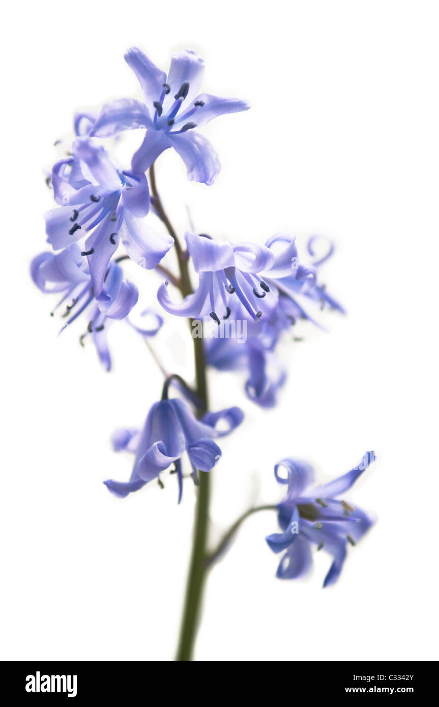 Enge, Portrait eines Wild Bluebell-Stammes mit Blumen (Hyazinthe) auf weißem Grund. Stockfoto