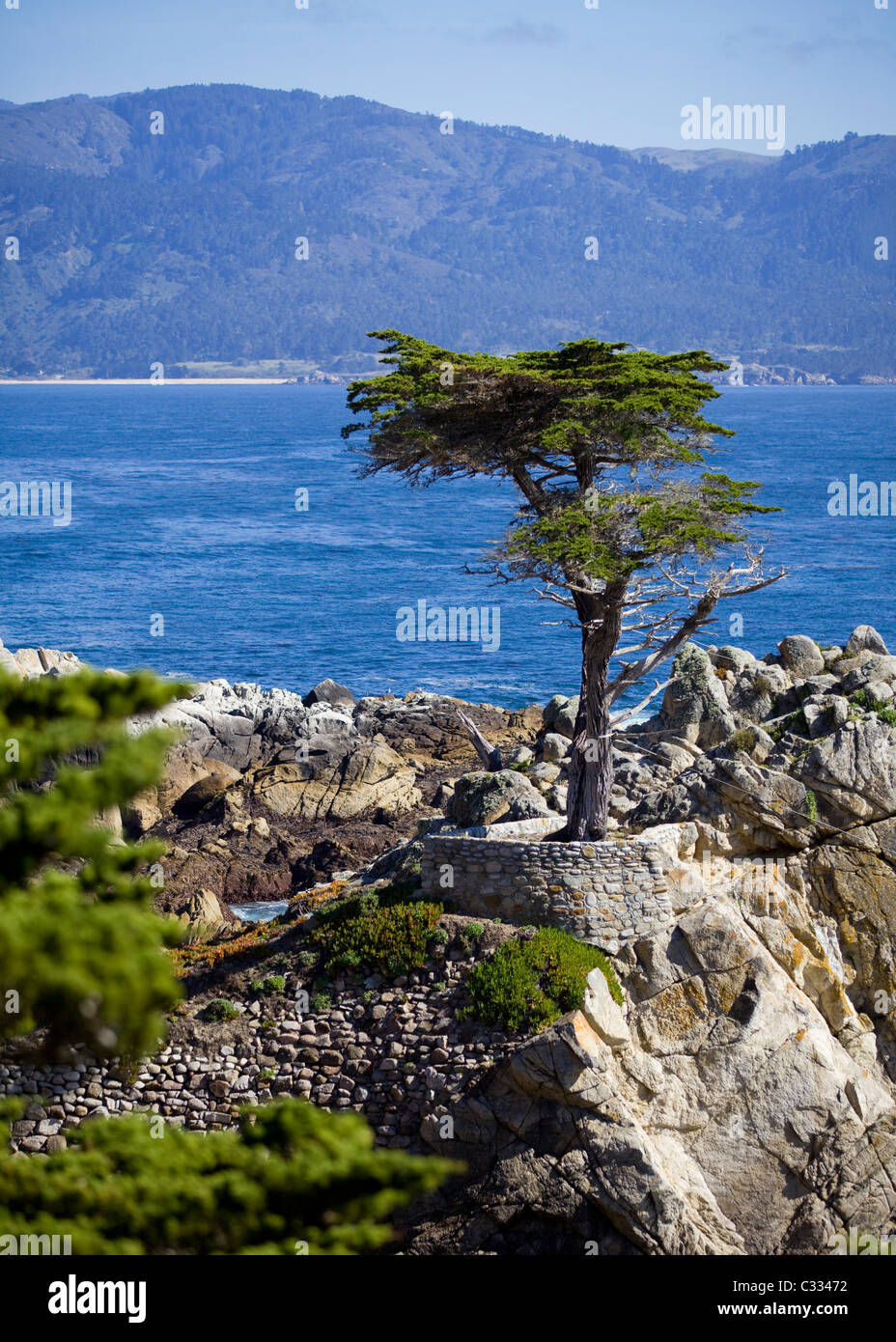Einsame Zypresse in Monterey, Kalifornien, USA Stockfoto
