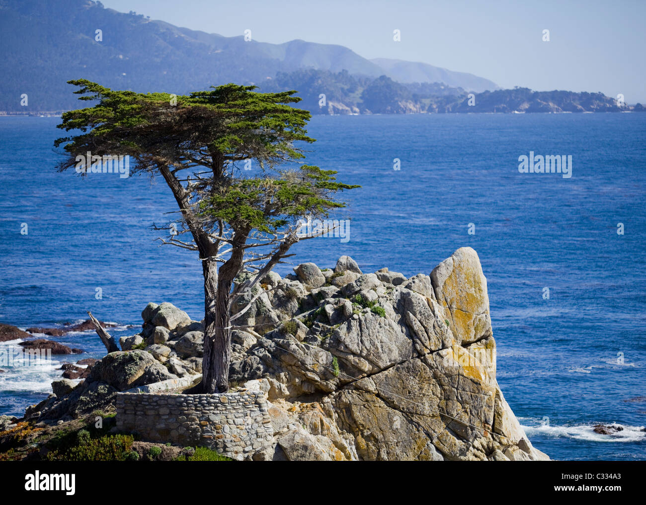 Einsame Zypresse in Monterey, Kalifornien, USA Stockfoto