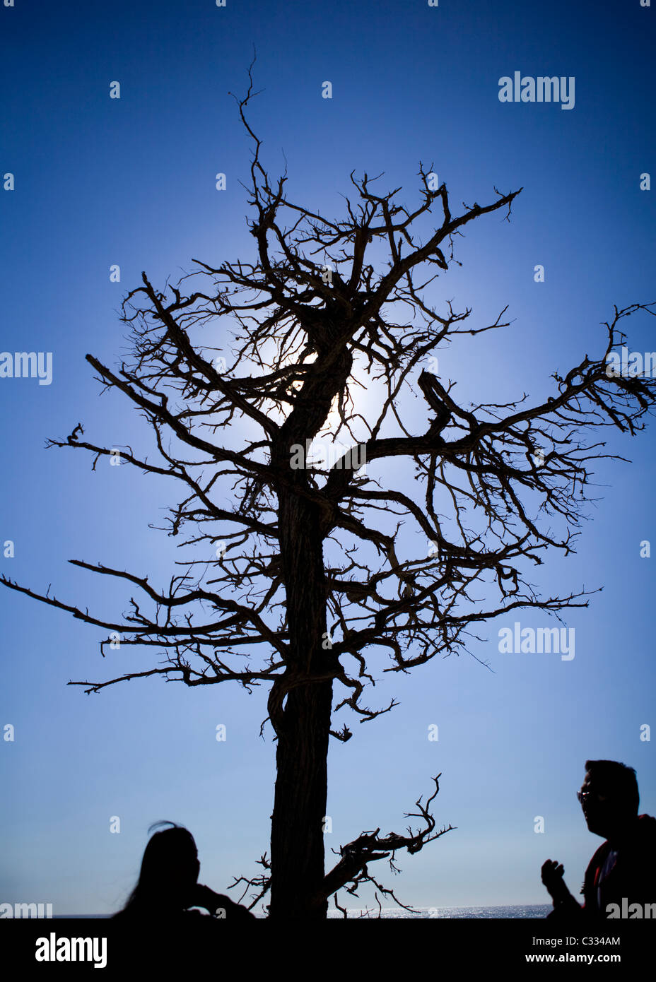 Silhouette des Toten Zypresse gegen blauen Himmel Stockfoto