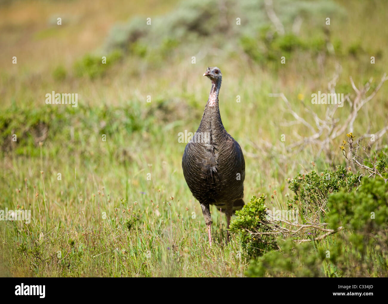 Eine weibliche nordamerikanischen wilden Truthahn (Meleagris gallopavo) in Wiese - Kalifornien USA Stockfoto