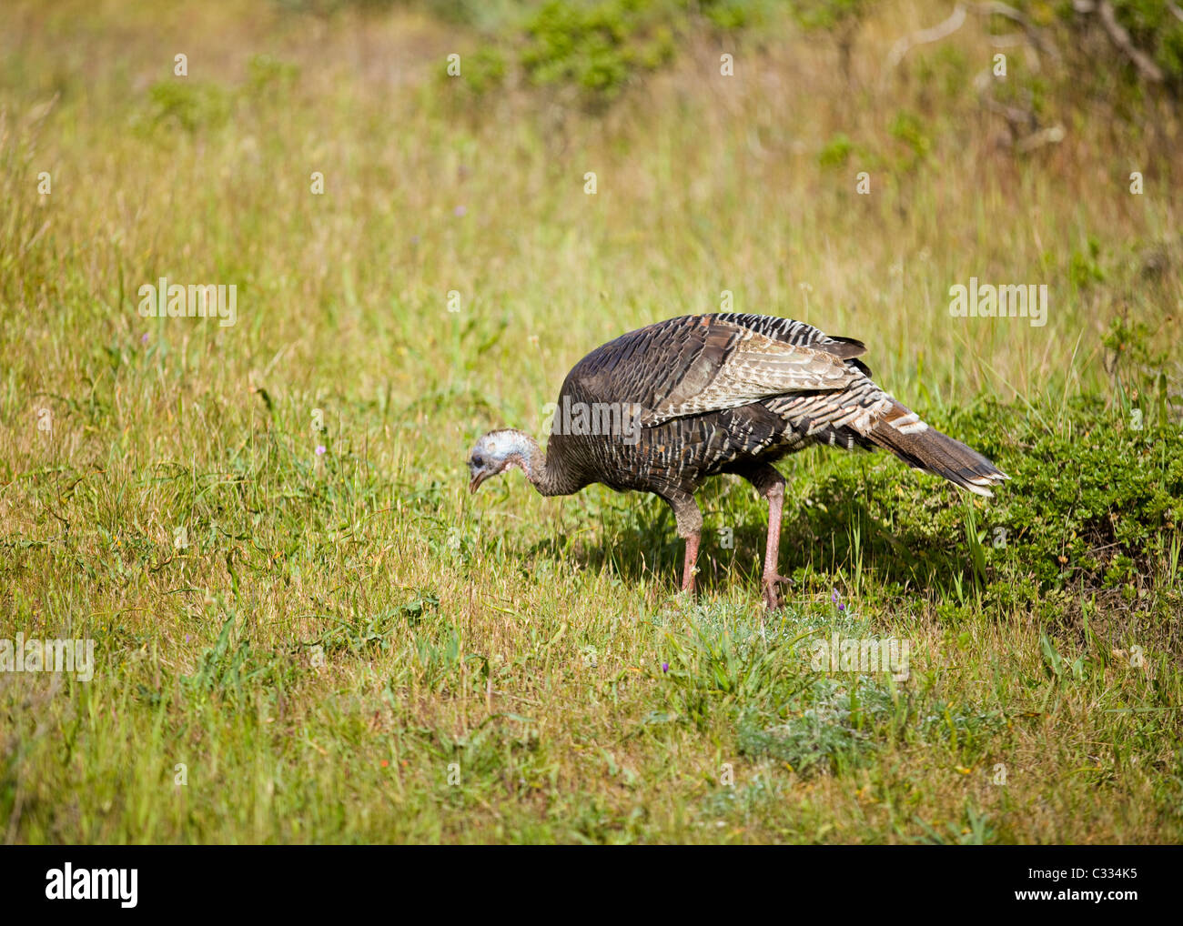 Eine weibliche nordamerikanischen wilden Truthahn (Meleagris gallopavo) in Wiese - Kalifornien USA Stockfoto