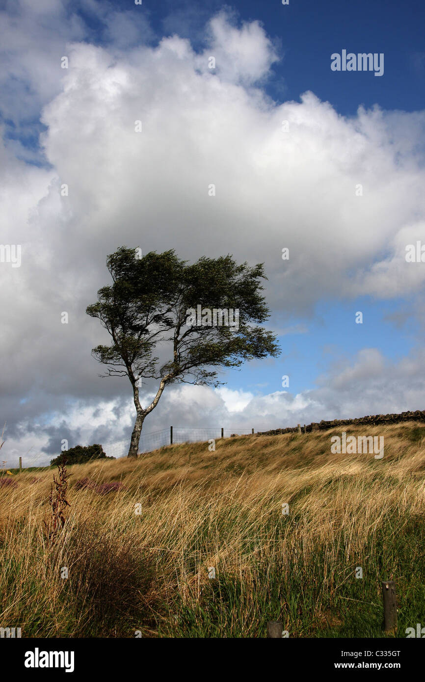 Windgepeitschten Moor Stockfoto