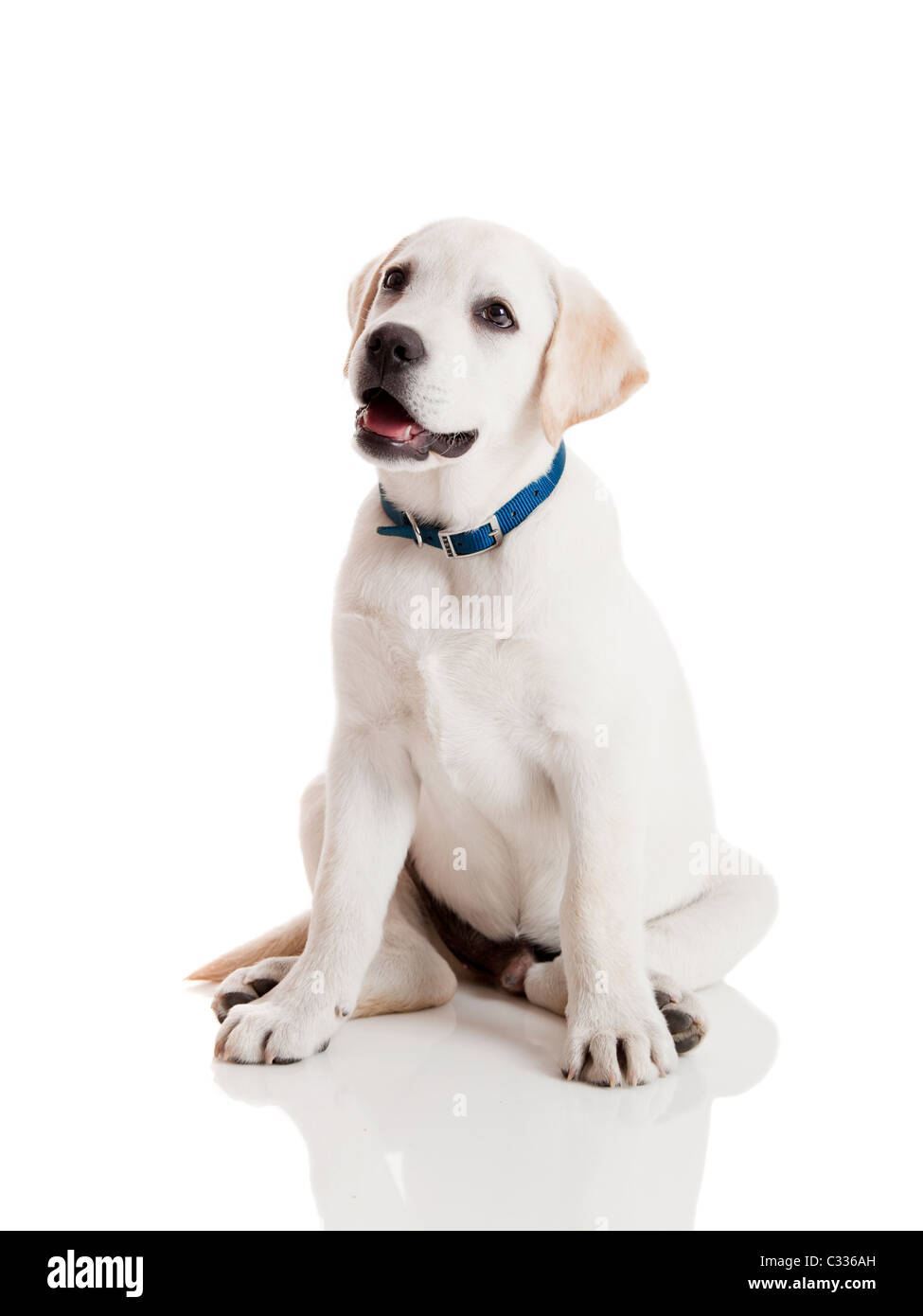 Schöne Labrador Retriever Creme Welpe isoliert auf weißem Hintergrund trägt ein blaues Hundehalsband Stockfoto