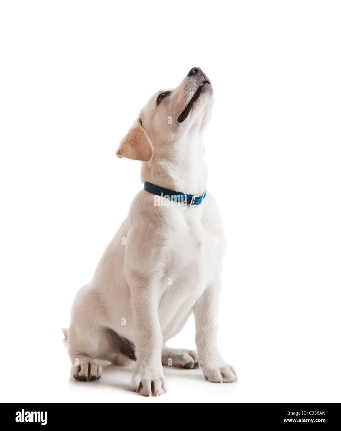 Schöne Labrador Retriever Creme Welpe isoliert auf weißem Hintergrund trägt ein blaues Hundehalsband Stockfoto