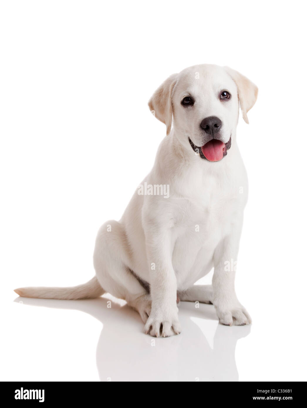 Schöne Labrador Retriever Creme Welpe isoliert auf weißem Hintergrund Stockfoto