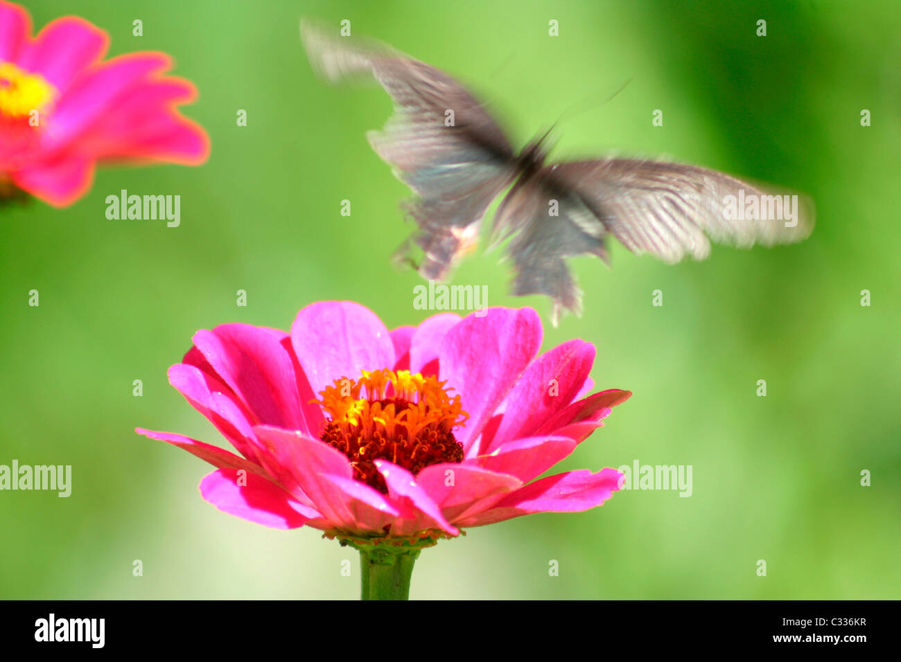 Schmetterling-Faerie Mirage Stockfoto