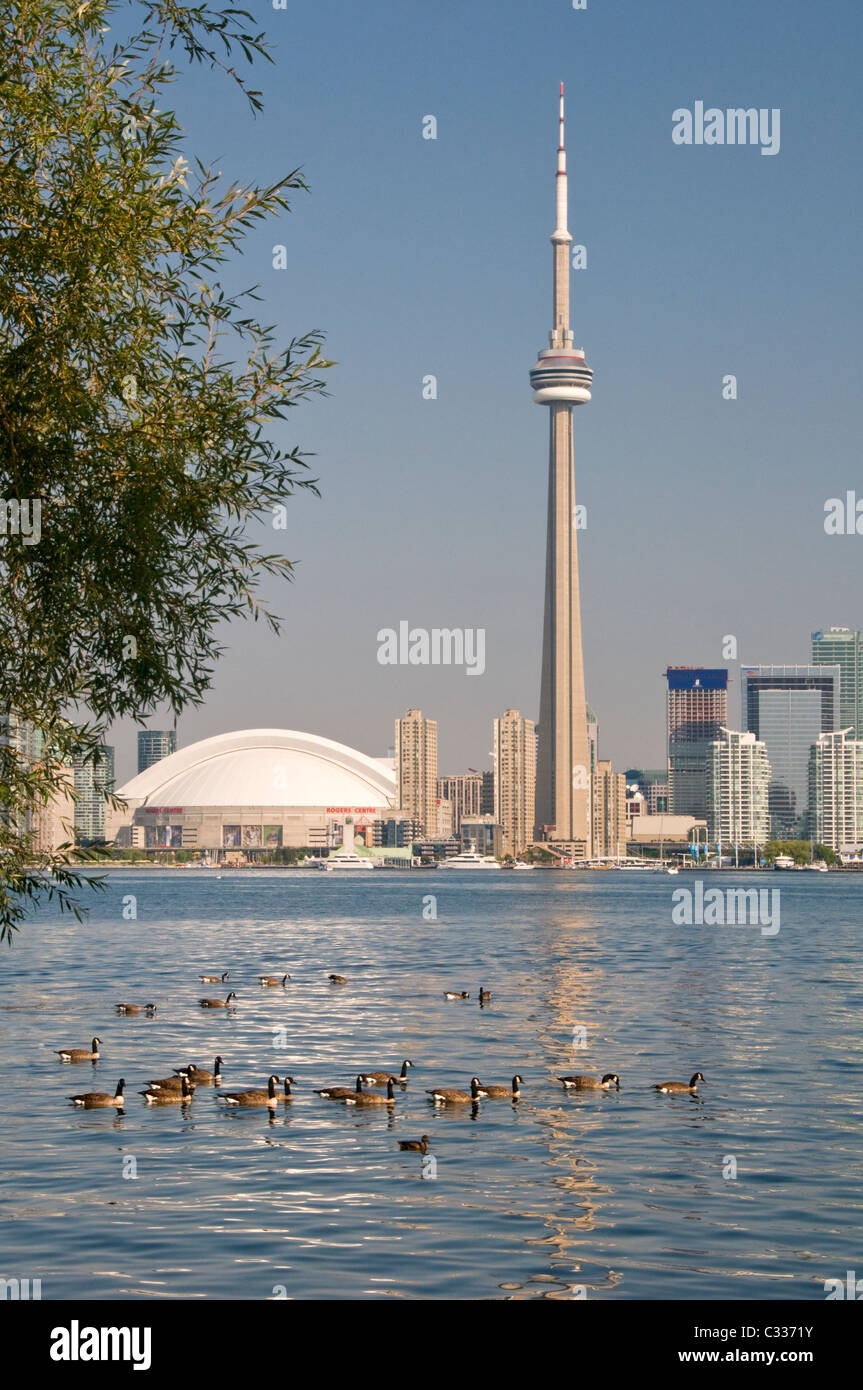 Kanadagänse am Lake Ontario mit dem CN Tower und die Skyline von Toronto, Toronto, Kanada Stockfoto