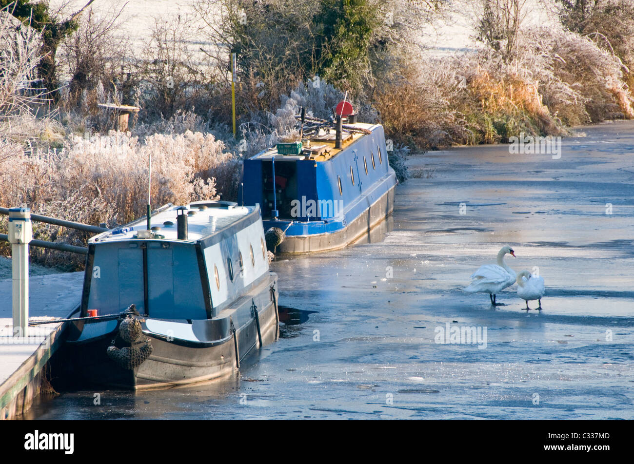 Schwäne auf dem gefrorenen Shropshire Union Kanal, in der Nähe von Tiverton, Cheshire, England, UK Stockfoto