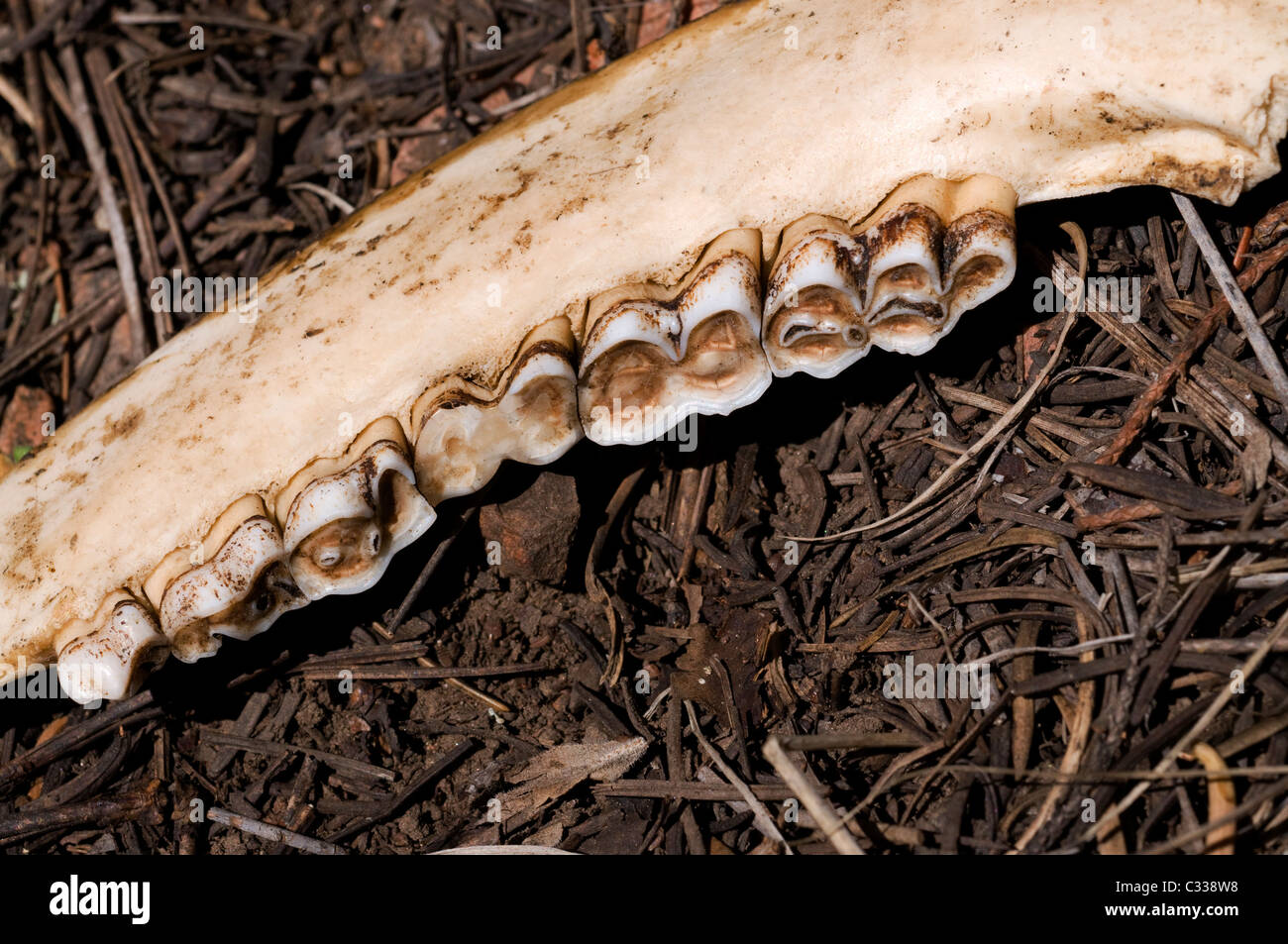 Verwitterte Kieferknochen mit Tierzähnen Stockfoto