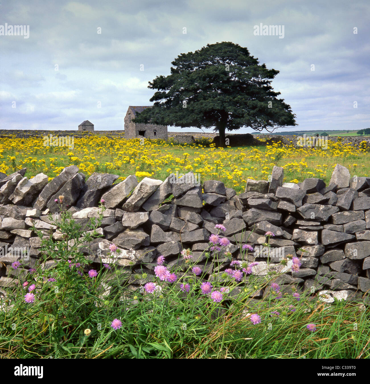 Wilde Blumen, Steinmauern & Scheunen, in der Nähe Tideswell, Derbyshire, Peak District National Park, England, Vereinigtes Königreich Stockfoto