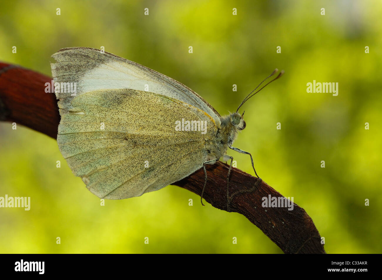 Großen Kohl weiß Schmetterling (Pieris Brassicae) Stockfoto