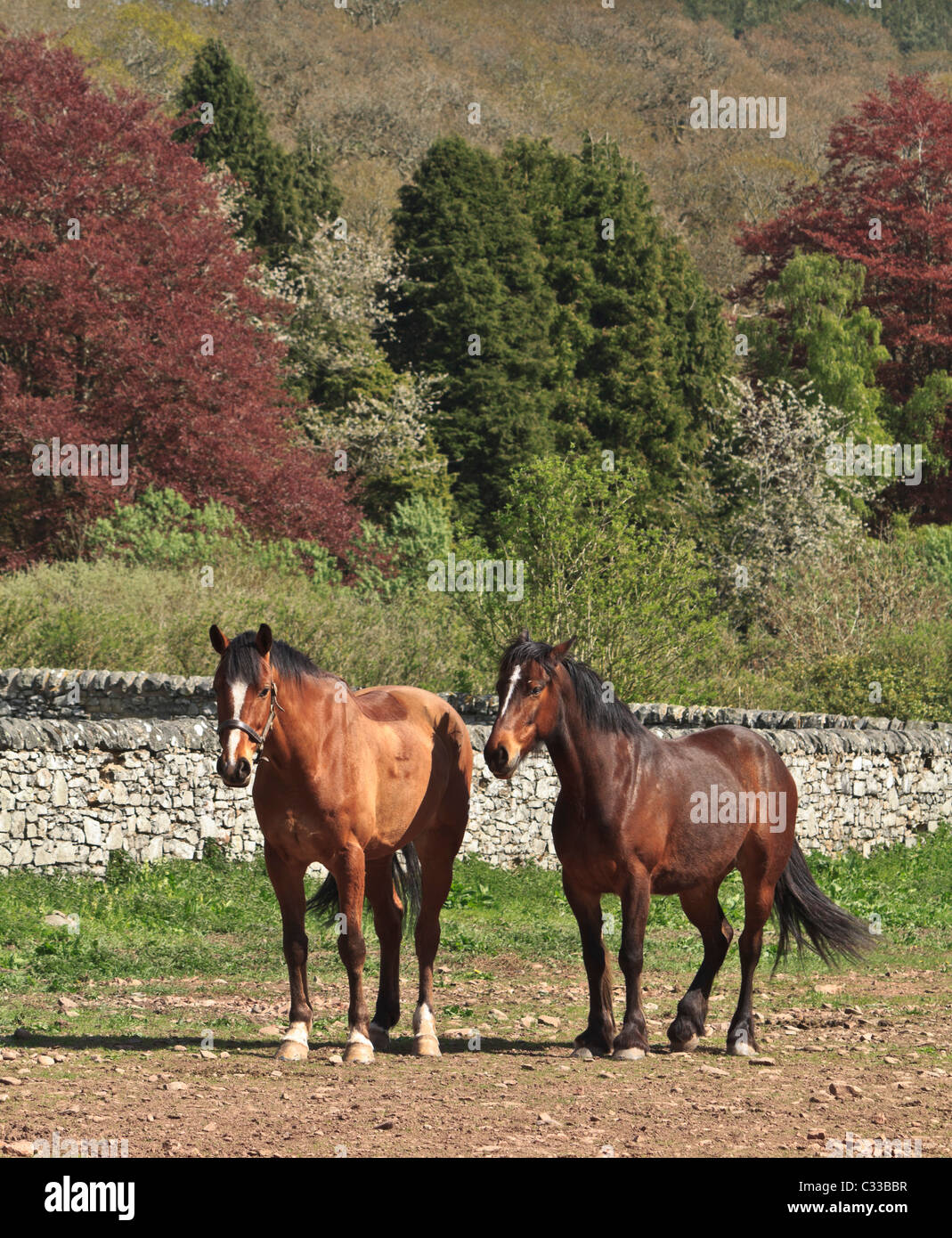 Abtei St. Bathans, Berwickshire, Schottland - Pferde Stockfoto