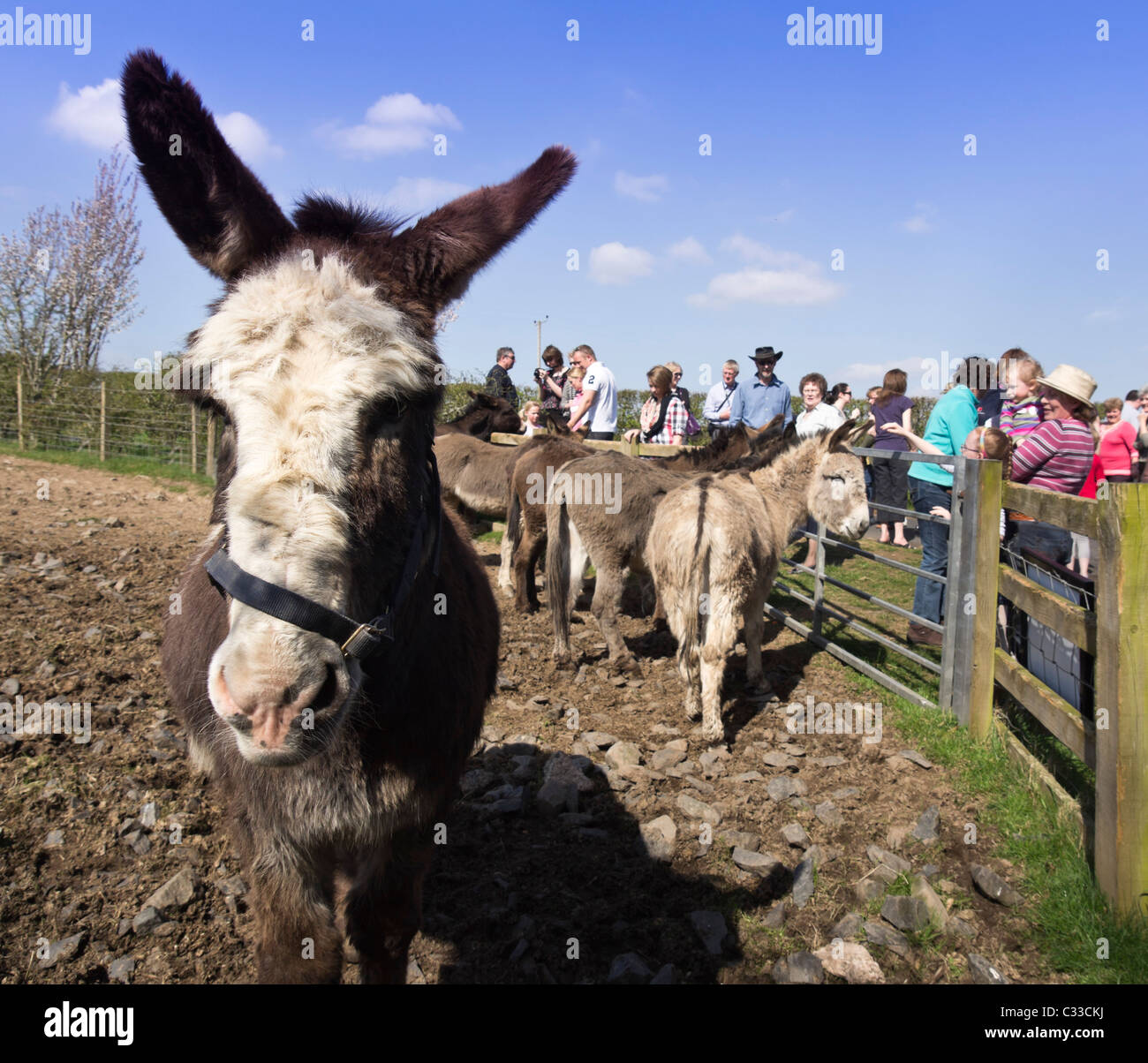 Donkey Sanctuary, Holmes, St Boswells - Donkeyheaven. Zentrum mit Dutzenden von Tieren, die viele aus den Fleischhandel gespeichert zu retten. Stockfoto
