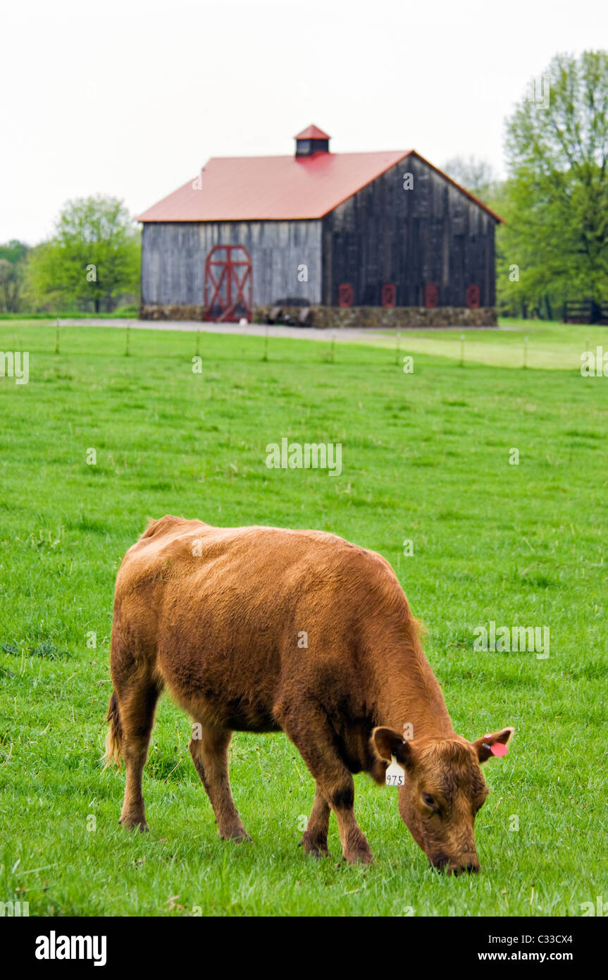 Kuh Weiden im Frühjahr Weide in Floyd County, Indiana Stockfoto