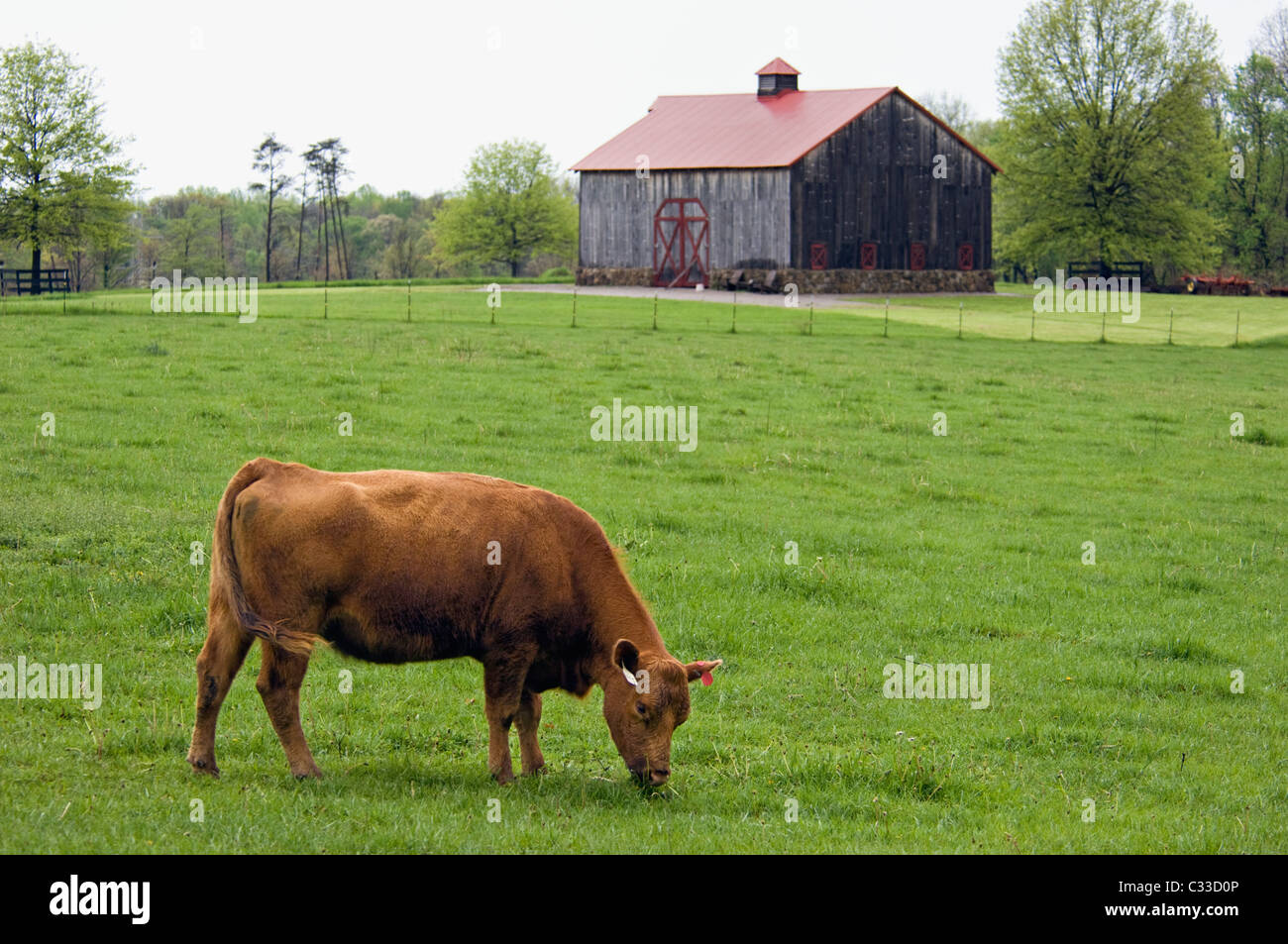 Kuh Weiden im Frühjahr Weide in Floyd County, Indiana Stockfoto