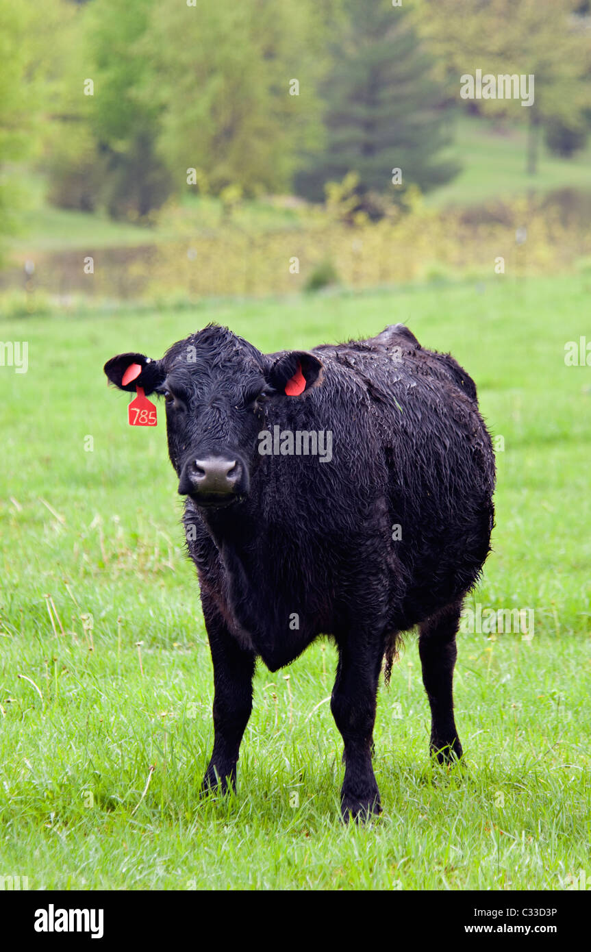 Schwarze Kuh stehend im Frühling Weide in Floyd County, Indiana Stockfoto