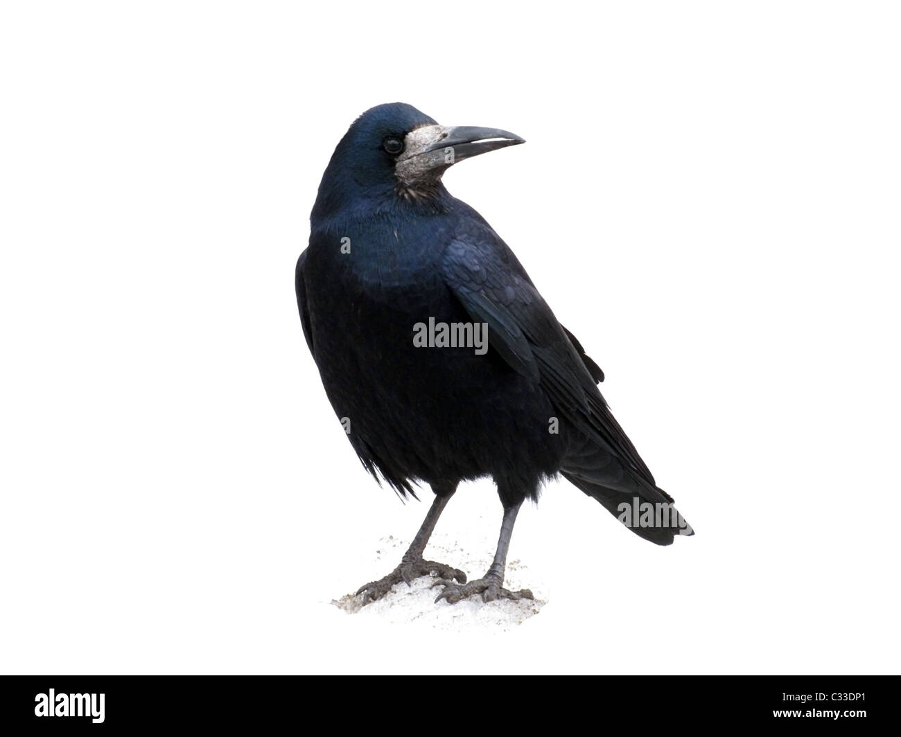 schwarzer Rabe isoliert auf weiss Stockfoto