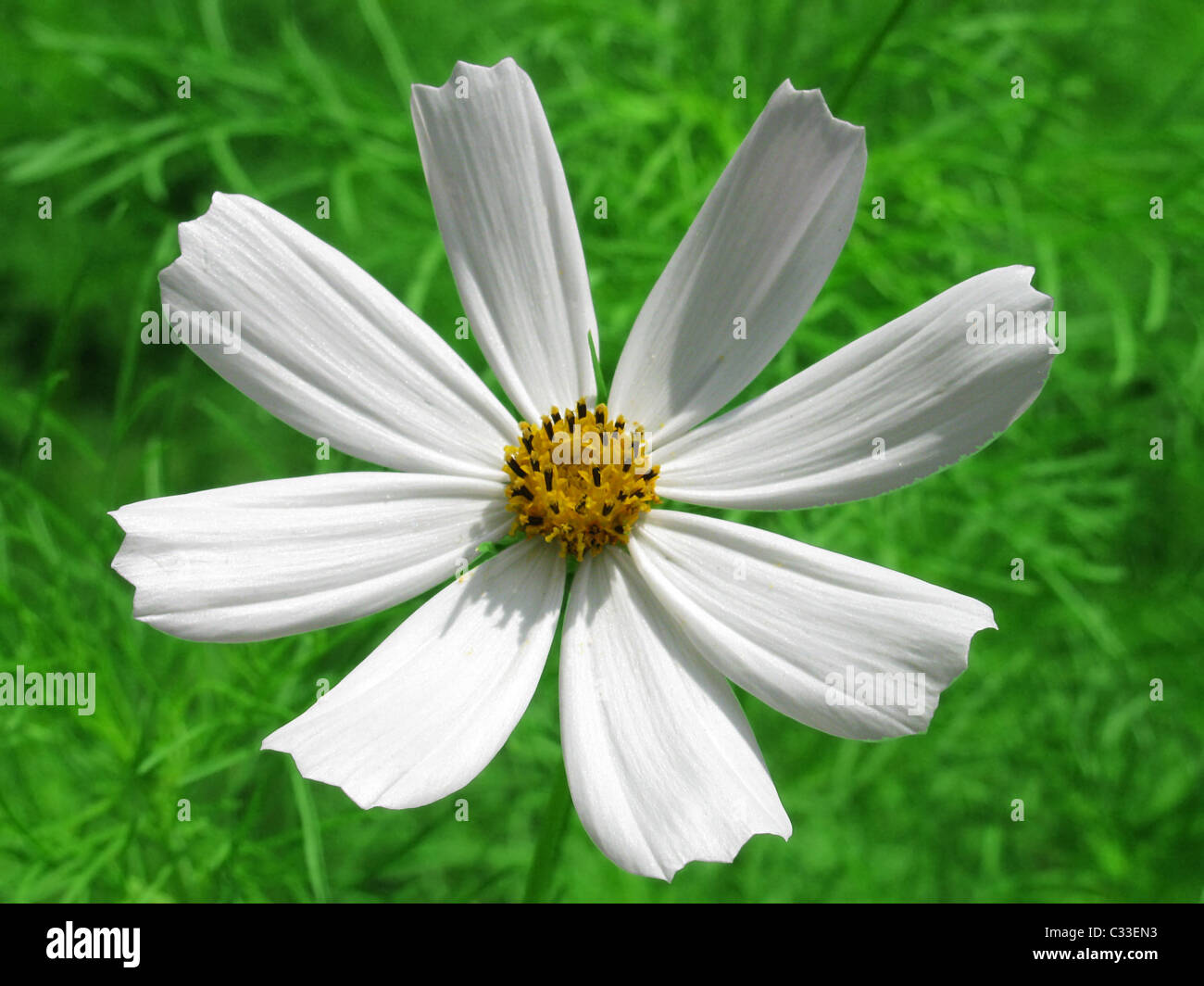 weiße Blume (Kosmos) über grün Stockfoto