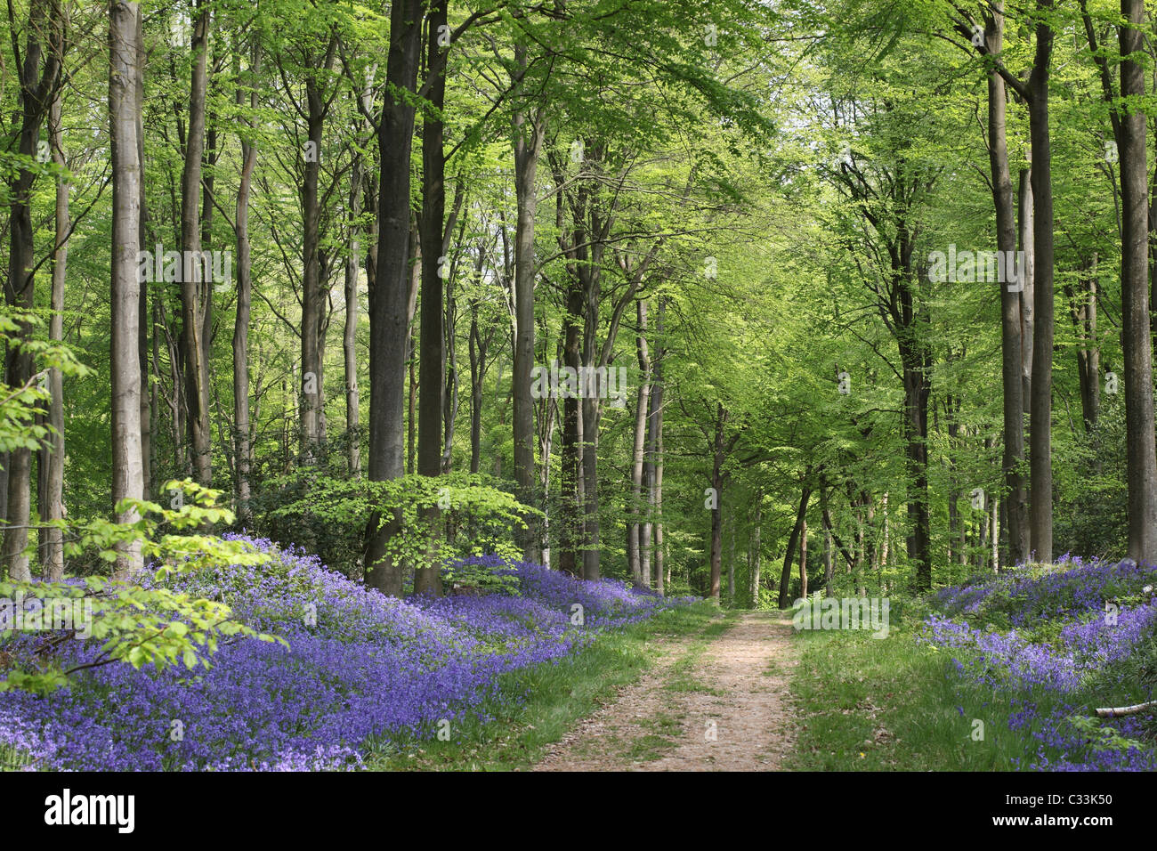 Pfad durch die Bluebells - Hyacinthoides non scripta blüht im Frühjahr in West Woods bluebell wood, Marlborough, Wiltshire, England, UK Stockfoto
