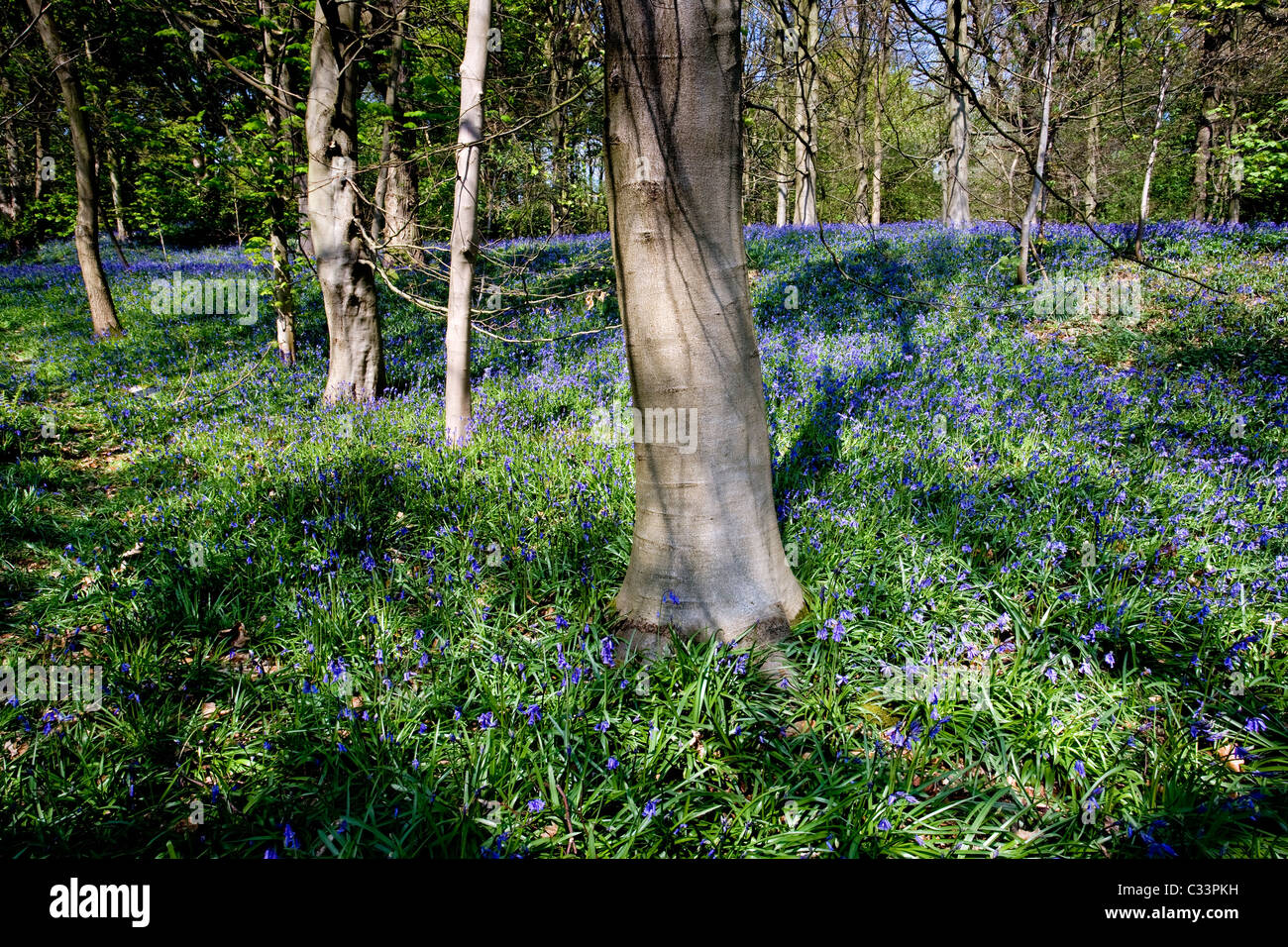 Glockenblumen in voller Blüte zu Middleton Wald oberhalb Ilkley, West Yorkshire Stockfoto