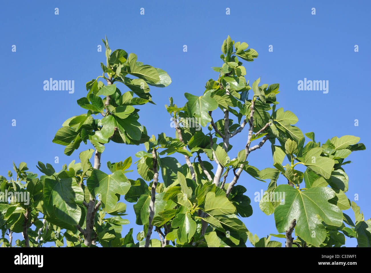 Grüne Feigen (Ficus Carica) eine Frucht in der Familie der Moraceae. Stockfoto