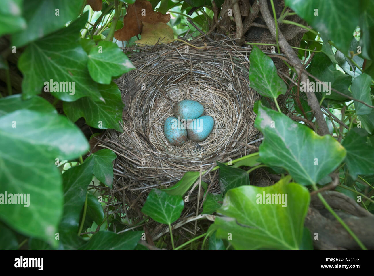 Die Amsel Nest mit drei Eiern Stockfoto