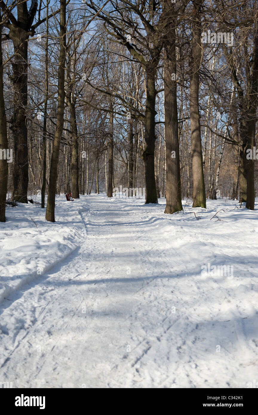 verschneiten Trail im verschneiten Wald am Morgen Stockfoto