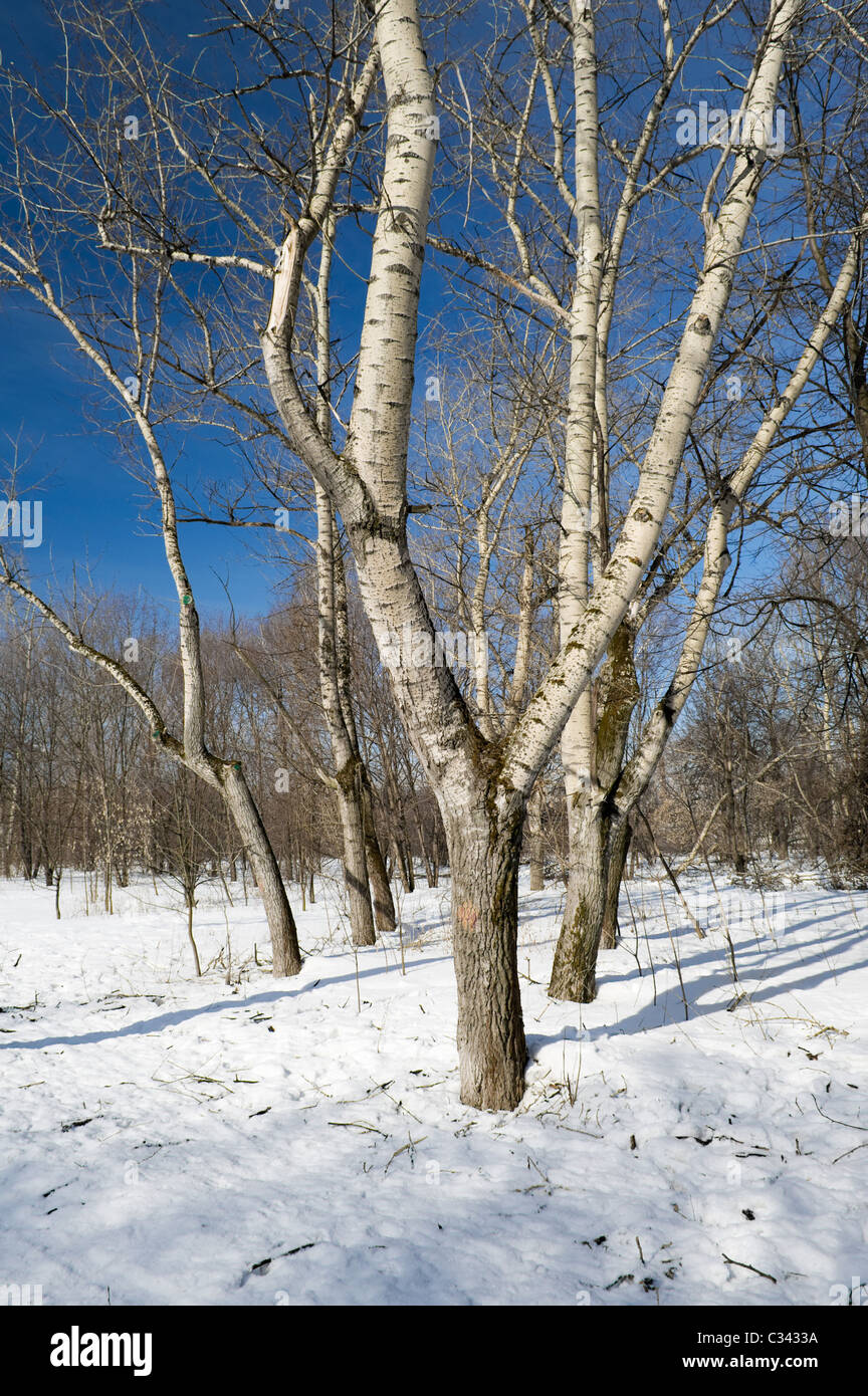 verschneiten Trail im verschneiten Wald am Morgen Stockfoto