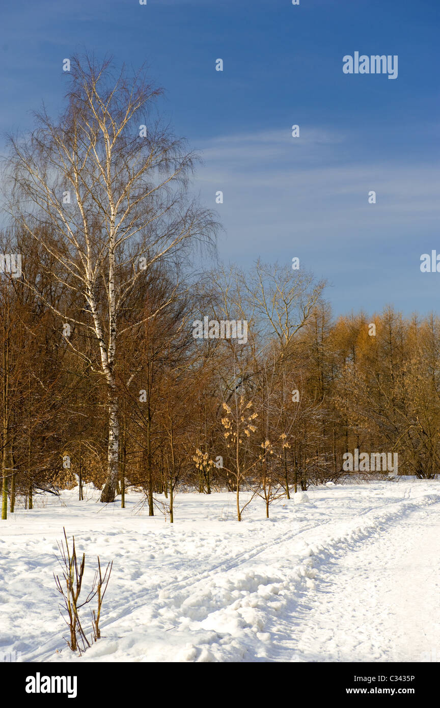 verschneiten Trail im verschneiten Wald am Morgen Stockfoto