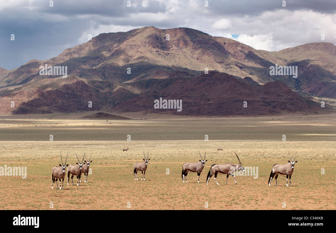 Oryx-Herde, NamibRand Nature Reserve, Namibia, Afrika Stockfoto