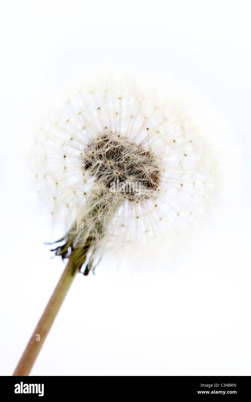 Löwenzahn, Pflanze, Taraxacum Stockfoto